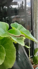 Lepidodactylus lugubris