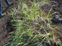 Leymus arenarius