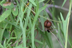 Ipomoea sagittata
