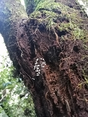 Oligonema verrucosum