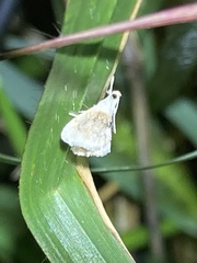 Lipocosma sicalis