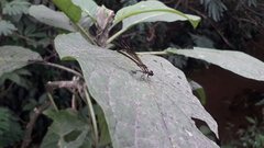 Heliocypha fenestrata