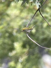Setophaga pensylvanica