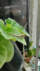 Lepidodactylus lugubris