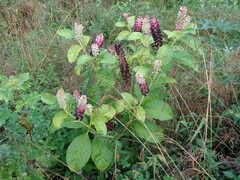 Phytolacca acinosa