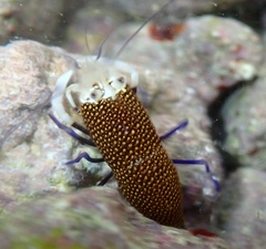 Gnathophyllum elegans