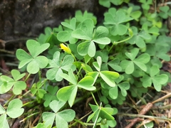 Oxalis dillenii