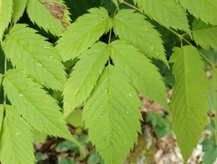 Aruncus dioicus