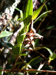 Elleanthus aurantiacus