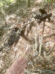 Coprinus spadiceisporus