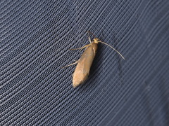 Crassa unitella