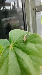 Lepidodactylus lugubris