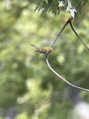 Setophaga pensylvanica
