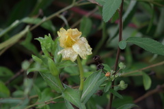 Oenothera humifusa