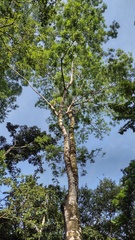 Astronium graveolens