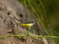 Motacilla cinerea