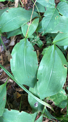 Convallaria majalis