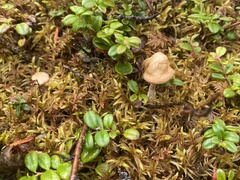 Agaricomycotina