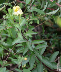 Oenothera humifusa