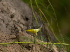 Motacilla cinerea