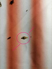 Plodia interpunctella