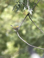 Setophaga pensylvanica