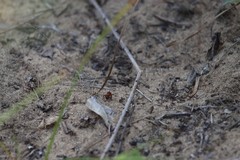 Dasymutilla ursus
