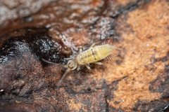 Entomobryidae