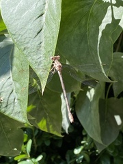 Archilestes californicus