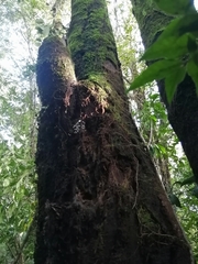 Oligonema verrucosum