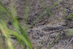 Dasymutilla ursus