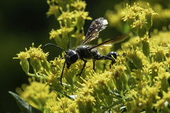 Isodontia