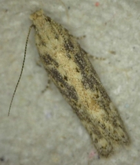 Scrobipalpa ocellatella