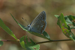 Polyommatus icarus