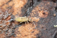 Entomobryidae