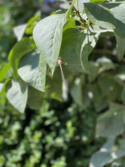 Archilestes californicus