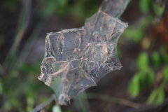 Hyphantria cunea