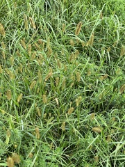 Setaria pumila