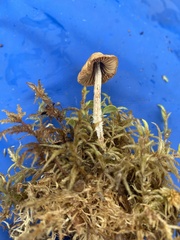 Agaricomycotina