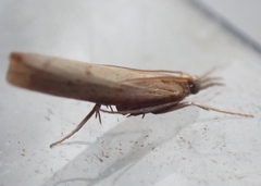 Fissicrambus mutabilis