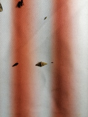 Plodia interpunctella