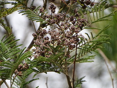 Dasineura rubiformis
