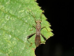 Alydidae