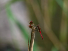 Sympetrum pedemontanum