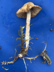 Agaricomycotina