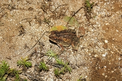 Incilius marmoreus