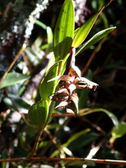 Elleanthus aurantiacus