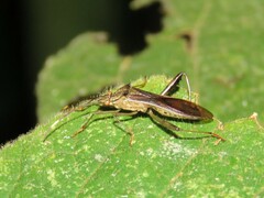 Alydidae