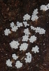 Oligonema verrucosum