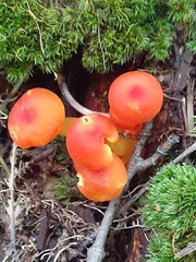 Hygrocybe miniata